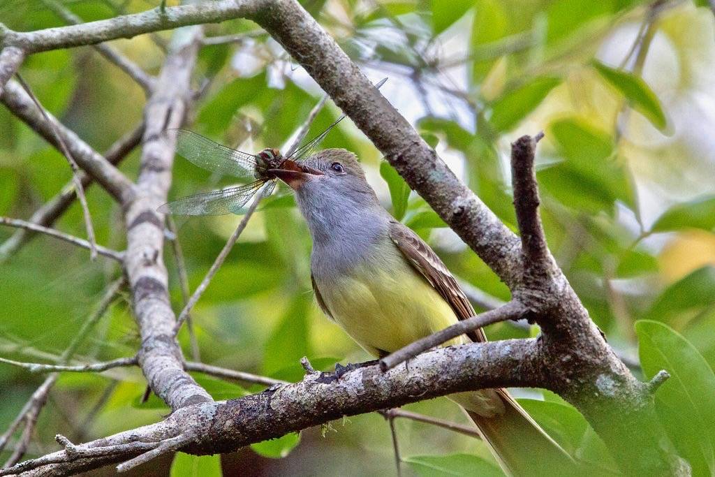 Great Crested Flycatcher by DFChurch is licensed under CC BY-NC-ND 2.0